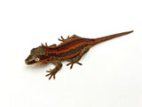 Red Striped Gargoyle Gecko (DEADPOOL offspring)