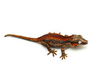 Red Striped Gargoyle Gecko (DEADPOOL JR offspring)