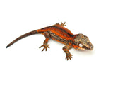 Red Striped Gargoyle Gecko (DEADPOOL offspring)