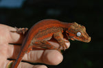 MALE Red Striped Gargoyle Gecko (DEADPOOL offspring)