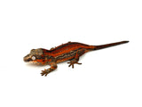 Red Striped Gargoyle Gecko (DEADPOOL offspring)
