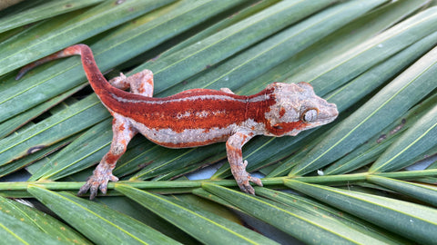 Red Striped Gargoyle Gecko (DEADPOOL offspring)