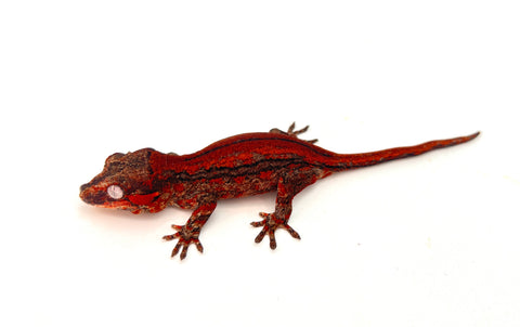 Red Striped Gargoyle Gecko (KOTEX Sibling)