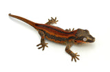 Red Striped Gargoyle Gecko (DEADPOOL offspring)