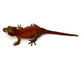 Red Striped Gargoyle Gecko (DEADPOOL offspring)