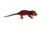 Red Striped Gargoyle Gecko (KOTEX Sibling)