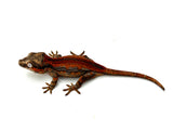 Red Striped Gargoyle Gecko (DEADPOOL JR offspring)