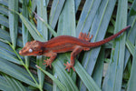 MALE Red Striped Gargoyle Gecko (DEADPOOL offspring)