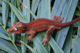 MALE Red Striped Gargoyle Gecko (DEADPOOL offspring)