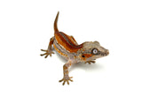 Red Striped Gargoyle Gecko (DEADPOOL offspring)