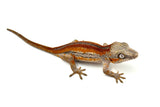 Red Striped Gargoyle Gecko (DEADPOOL offspring)