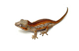 Red Striped Gargoyle Gecko (DEADPOOL offspring)