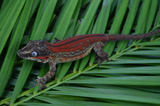 Red Striped Gargoyle Gecko (DEADPOOL offspring)