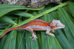 Red Striped Gargoyle Gecko (DEADPOOL offspring) ***