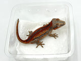 Red Striped Gargoyle Gecko (DEADPOOL offspring) EYEBROWS