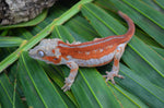 Red Striped Gargoyle Gecko (DEADPOOL offspring) ***