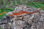 Red Striped Gargoyle Gecko (DEADPOOL offspring) ***