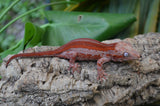 Red Striped Gargoyle Gecko (Deadpool Jr offspring)