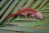 Red Striped Gargoyle Gecko (Deadpool Jr offspring)