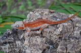 Red Striped Gargoyle Gecko (DEADPOOL offspring) ***