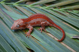 Red Striped Gargoyle Gecko (Deadpool Jr offspring)