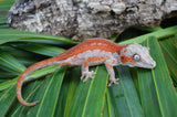 Red Striped Gargoyle Gecko (DEADPOOL offspring) ***