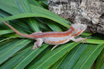 Red Striped Gargoyle Gecko (DEADPOOL offspring) ***