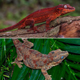 Red Aberrant Striped Gargoyle Gecko (Kotex sister)