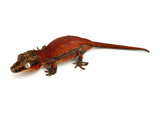 Red Striped Gargoyle Gecko (DEADPOOL offspring)
