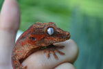 MALE Red Striped Gargoyle Gecko (DEADPOOL offspring)