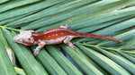 Red Striped Gargoyle Gecko (DEADPOOL offspring)