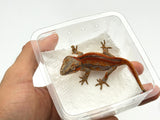 Red Striped Gargoyle Gecko (DEADPOOL offspring) EYEBROWS