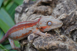 Red Striped Gargoyle Gecko (DEADPOOL offspring) ***