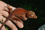 MALE Red Striped Gargoyle Gecko (DEADPOOL offspring)