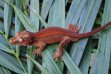 MALE Red Striped Gargoyle Gecko (DEADPOOL offspring)