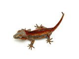 Red Striped Gargoyle Gecko (DEADPOOL offspring) EYEBROWS