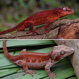 Red Striped Gargoyle Gecko (DEADPOOL JR offspring)