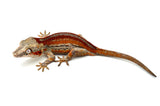GARGOYLE Gecko on a white background