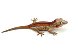Gargoyle Gecko on a white background