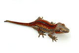 Red Striped Gargoyle Gecko (DEADPOOL offspring) EYEBROWS