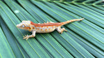 Red Striped Gargoyle Gecko (Dracula offspring)