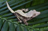 Drippy Harlequin Pinstripe Crested Gecko (Gravid?)