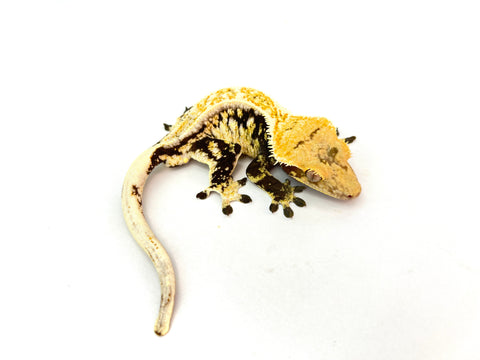 White Spot Drippy Harlequin Pinstripe Crested Gecko