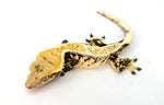 White Spot Drippy Harlequin Pinstripe Crested Gecko