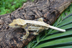 Drippy Whiteout Harlequin Quadstripe Crested Gecko