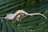 Drippy Harlequin Pinstripe Crested Gecko (Gravid?)