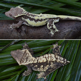 Dark Phantom Frappuccino Crested Gecko