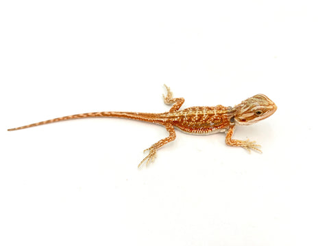 Orange Dunner Bearded Dragon