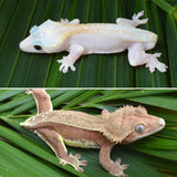 Het Leucistic Crested Gecko (Fire) *NEW MORPH*
