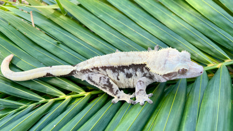 Extreme Harlequin Crested Gecko